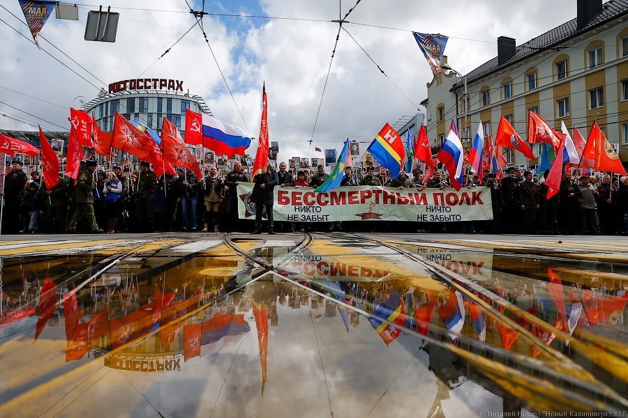 Организатор «Бессмертного полка» в Калининграде: в шествии будут участвовать собаки