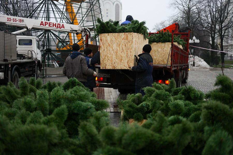 От каркаса до игрушки: в Калининграде собрали главную городскую елку