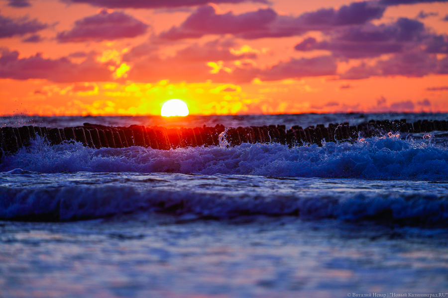 В Калининградской области на морском побережье зацвели сине-зеленые водоросли