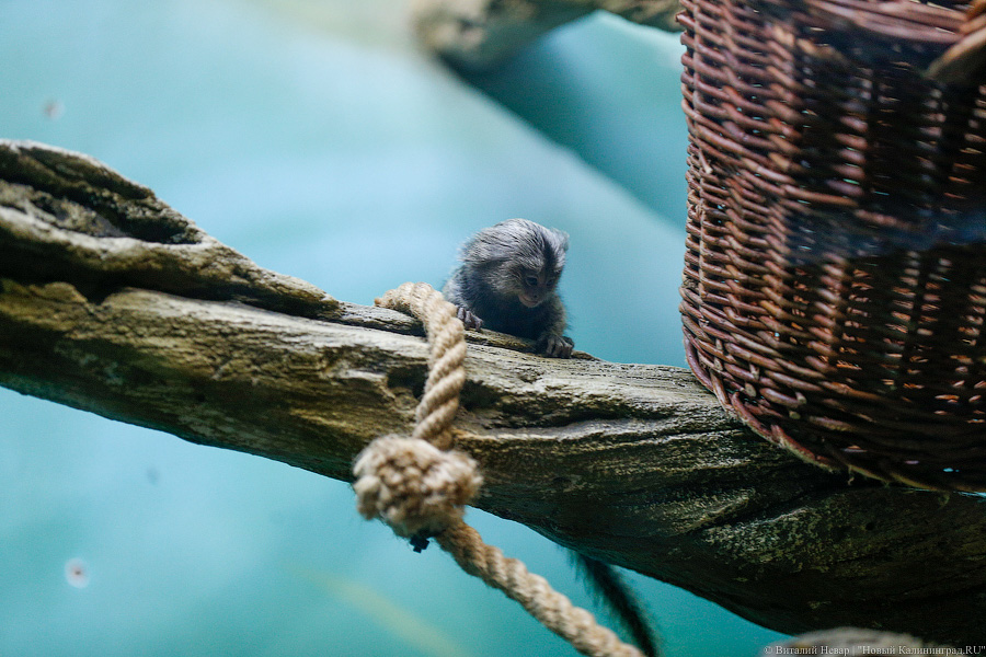Само очарование: «фотосессия» семейства игрунок в Калининградском зоопарке 