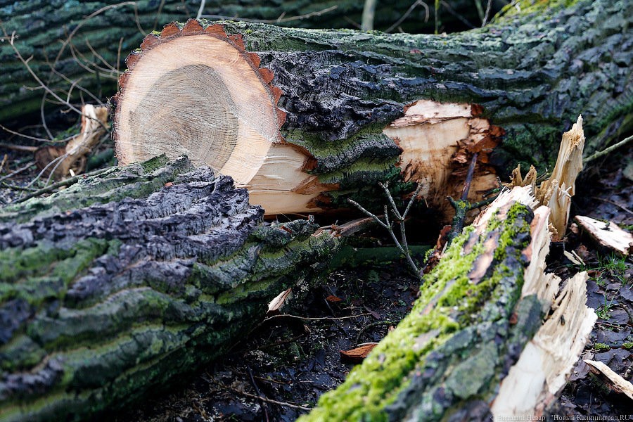 Под Славском мужчина незаконно спилил 37 деревьев и продал односельчанам