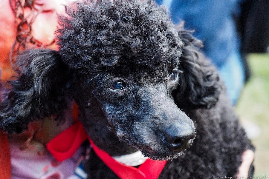 Фото — Виталий Невар, «Новый Калининград»