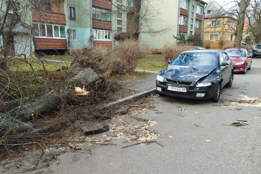 Столбы, деревья, указатели: последствия шторма в Калининграде (фото)