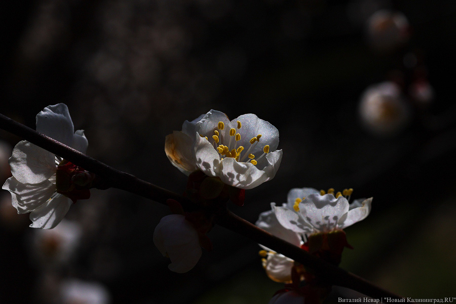 Тот, кто любит цветы: в Калининграде цветёт Ботанический сад (фото)