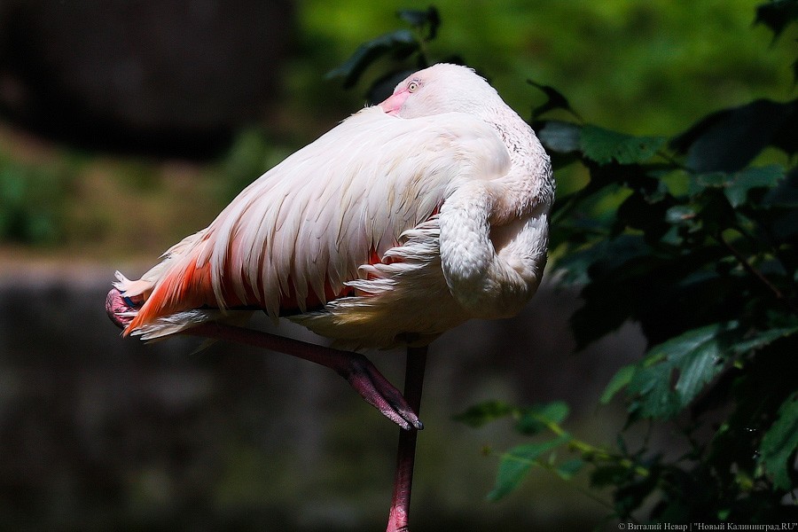 Дистанция в одного кенгуру: первый день работы Калининградского зоопарка (фото)