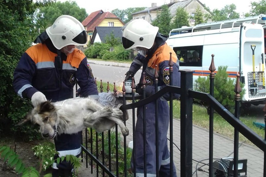 В Советске спасатели помогли повисшей на заборе собаке с разорванным пахом  (фото)