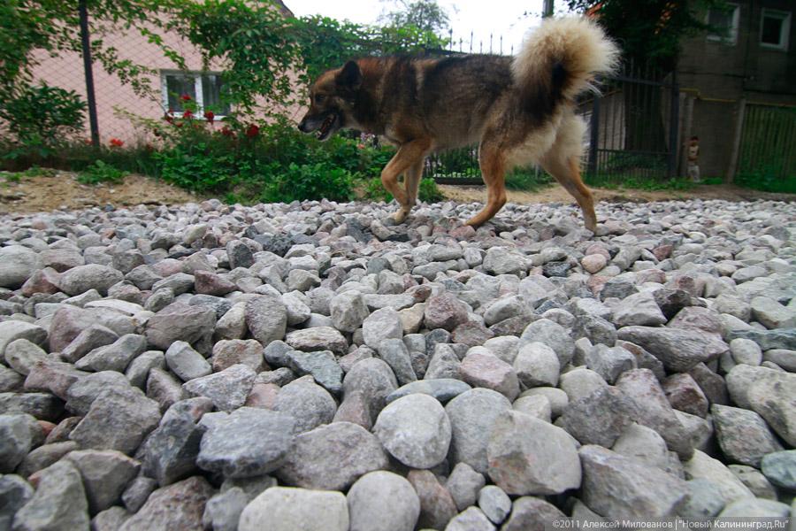 «Зыбучий гравий "Шпандина"»: фоторепортаж "Нового Калининграда.Ru"