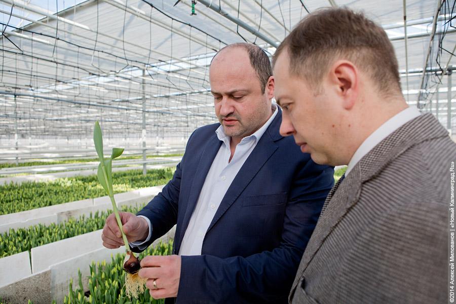 Букет к празднику: в Калинково вырастили 6 миллионов тюльпанов