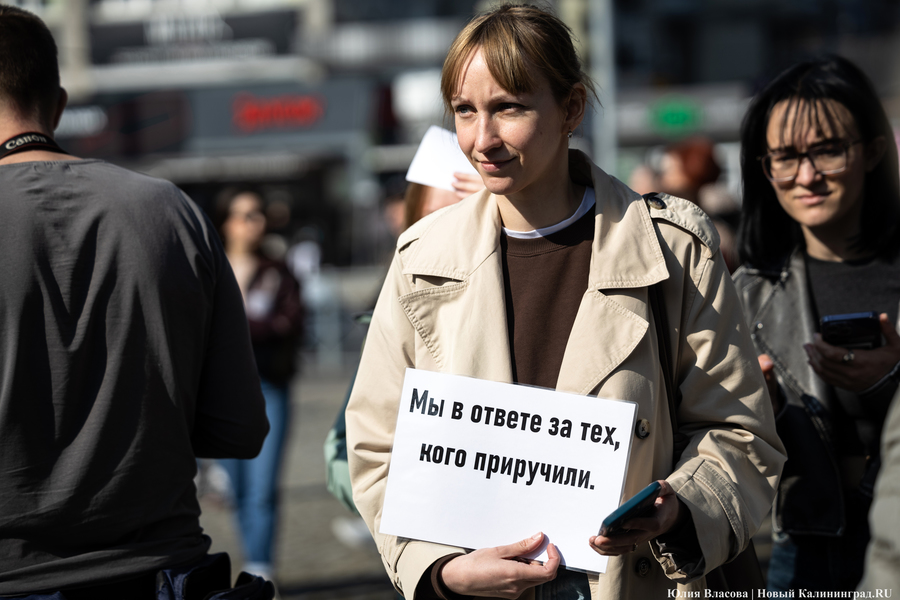 В защиту братьев меньших: в Калининграде прошёл митинг против убийства животных (фото)