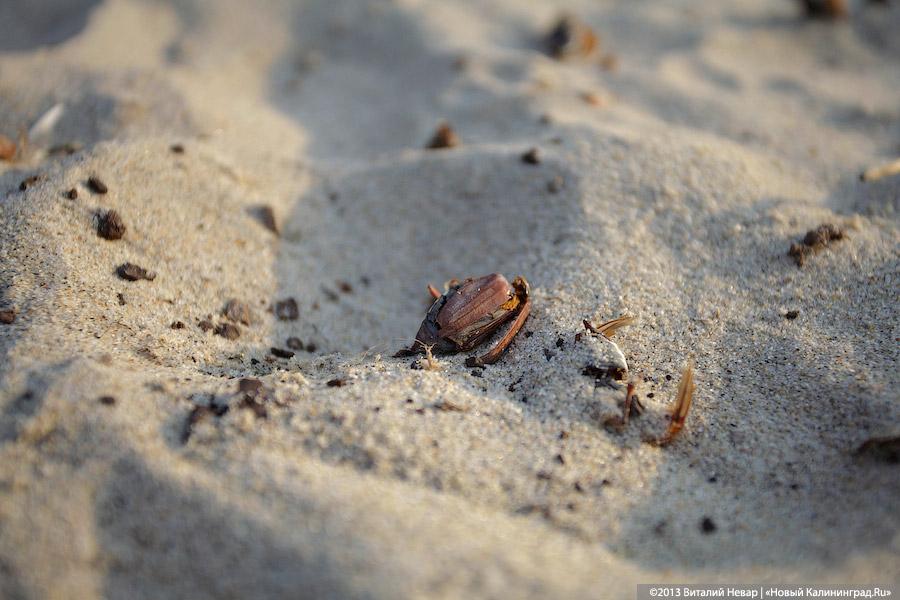 А жук и ныне там: мертвые насекомые разлагаются на побережьях области