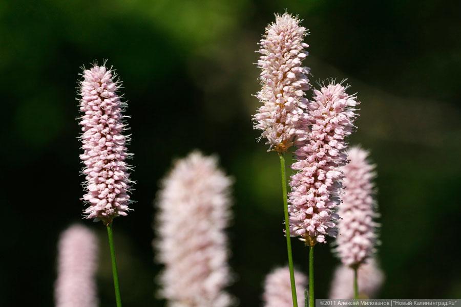"Самая зеленая зона": фоторепортаж "Нового Калининграда.Ru"
