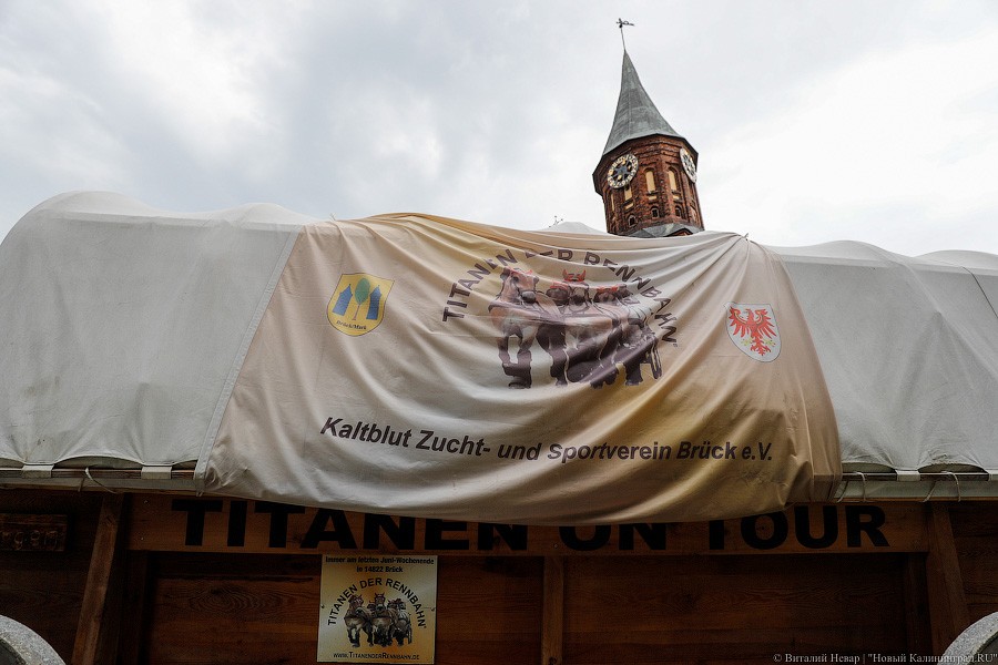 «Титаны» в Калининграде: фоторепортаж прибытия международного конного похода