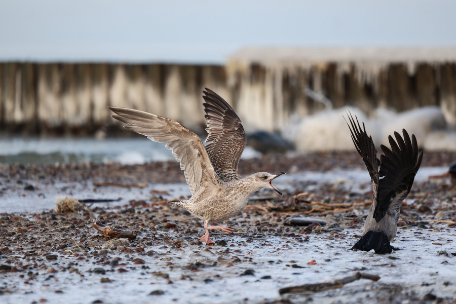 Мороз и море: как стихия украсила променад в Зеленоградске (фото)