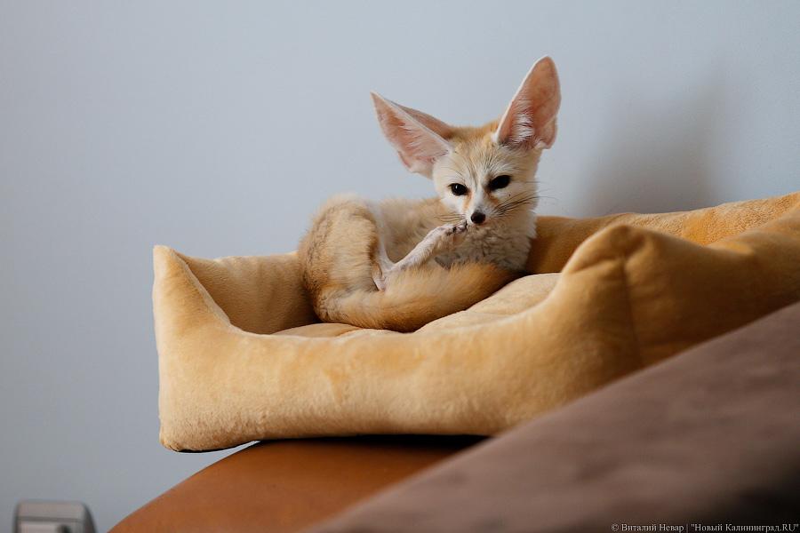 Длинноухое фыр-фыр-фыр: пара фенеков поселилась в Калининграде