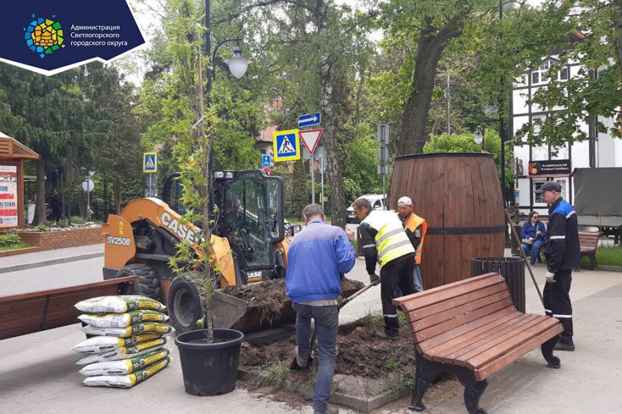 В центре Светлогорска посадили «жидкий янтарь» (фото)