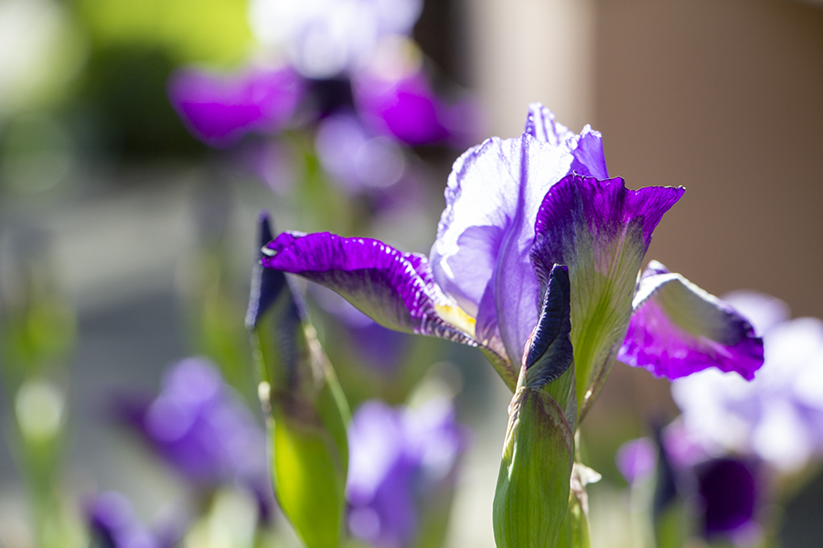 Погода в Калининградской области 28 мая