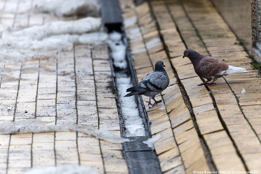 Провал за провалом: что стало с набережной Трибуца за семь лет эксплуатации (фото)