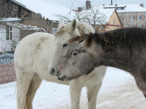 Под Багратионовском с начала января замерзает табун бесхозных лошадей (+фото)