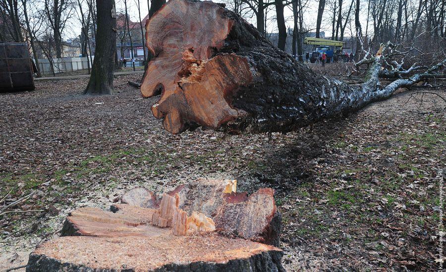 "Вырубка на Ялтинской": фоторепортаж "Нового Калининграда.Ru"
