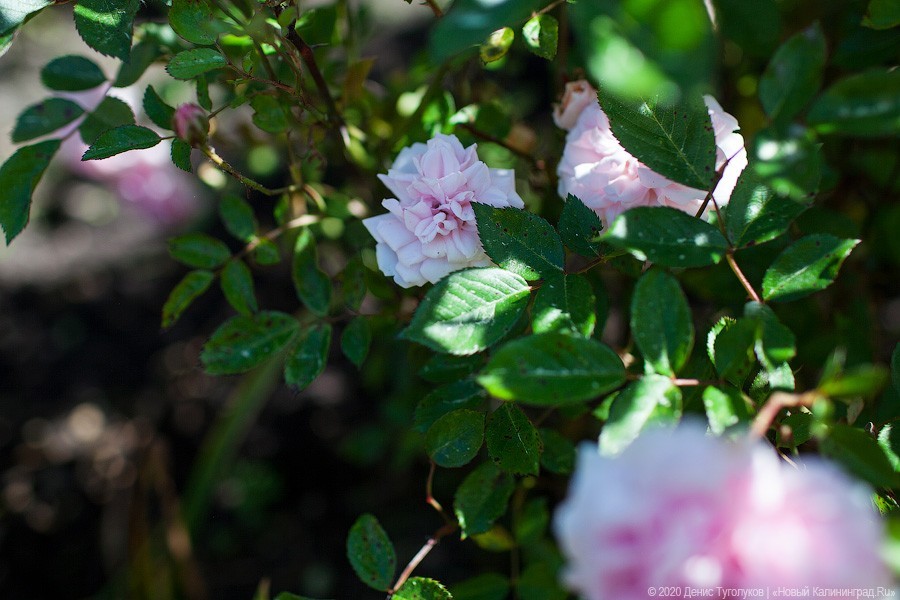 Розовое цветение: Ботанический сад открылся для посетителей (фото)