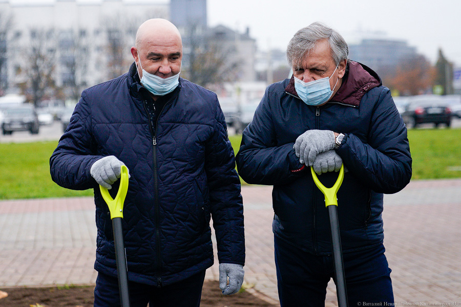 «Платанические» отношения: чиновники и бизнесмены посадили аллею у Дома Советов (фото)