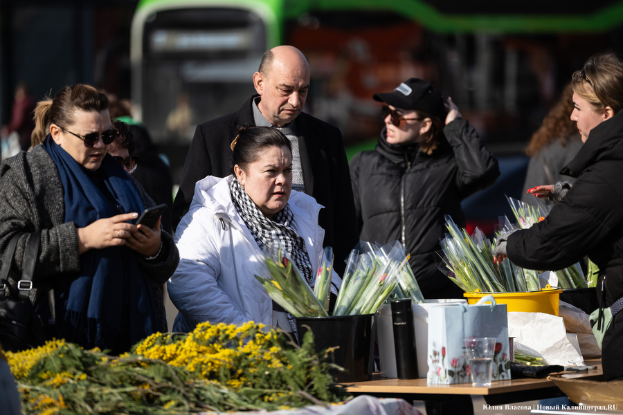Мимозно-тюльпанный ажиотаж: Калининград накрыла традиционная цветочная лихорадка (фото)