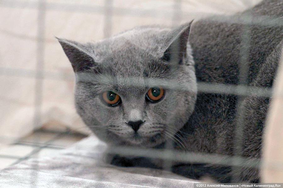 «Такса-крокодил и другие»: фоторепортаж с выставки кошек и собак
