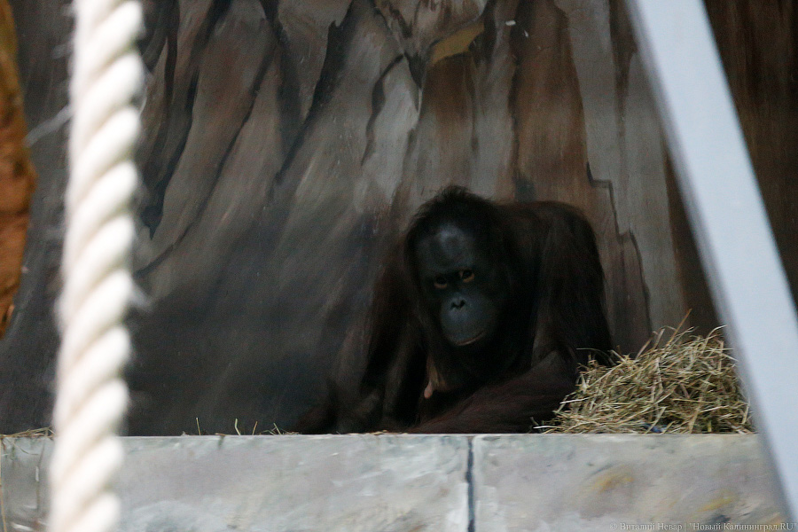 Варяг из Дании: в Калининградском зоопарке поселился орангутан Бенджамин