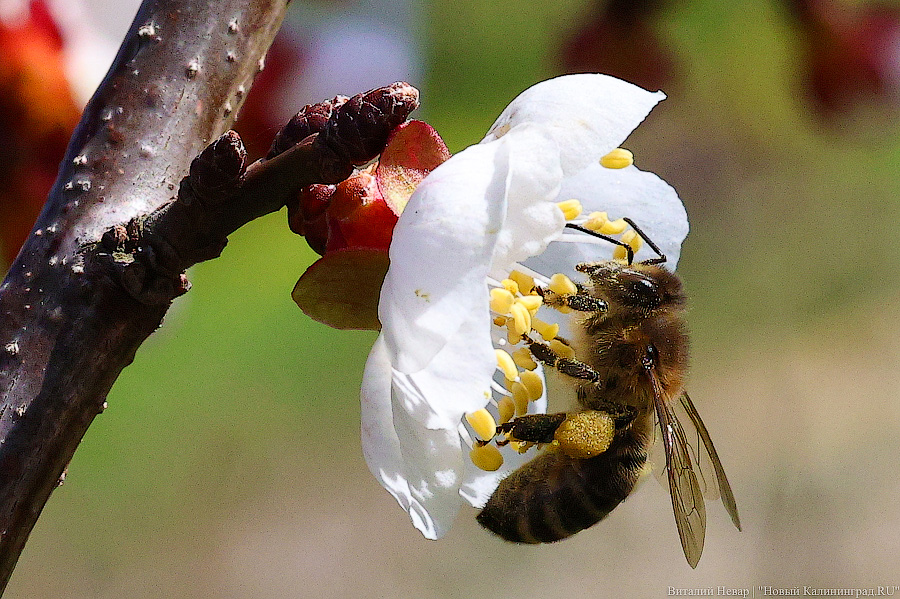 Тот, кто любит цветы: в Калининграде цветёт Ботанический сад (фото)