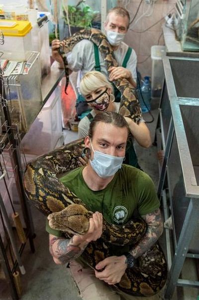 Сотрудники зоопарка взвешивают Жужу. Фото предоставлено Калининградским зоопарком