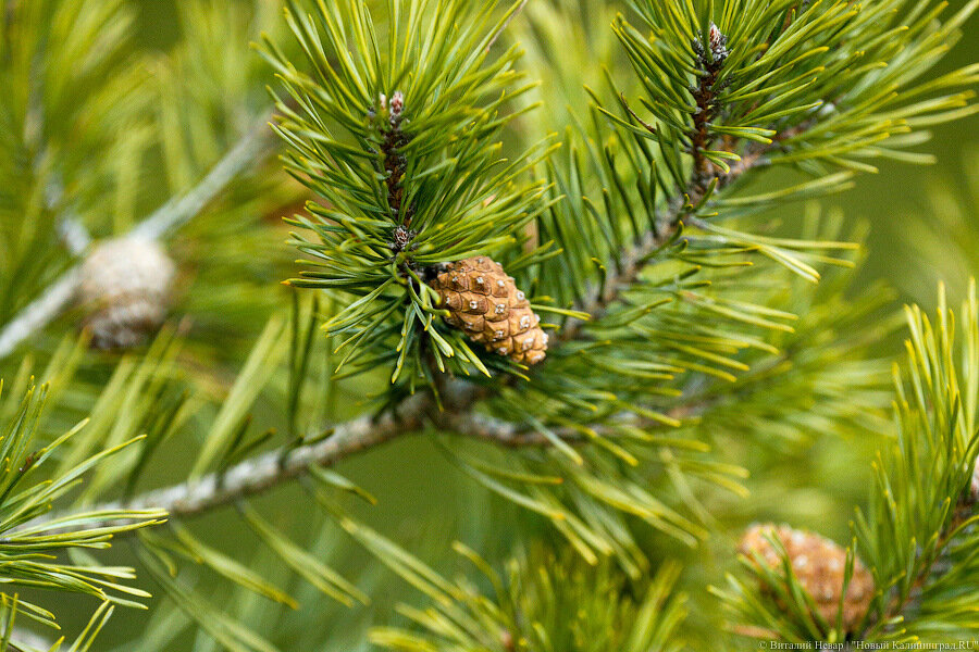 В нацпарке «Куршская коса» рассказали, как растения-интродуценты пережили зиму