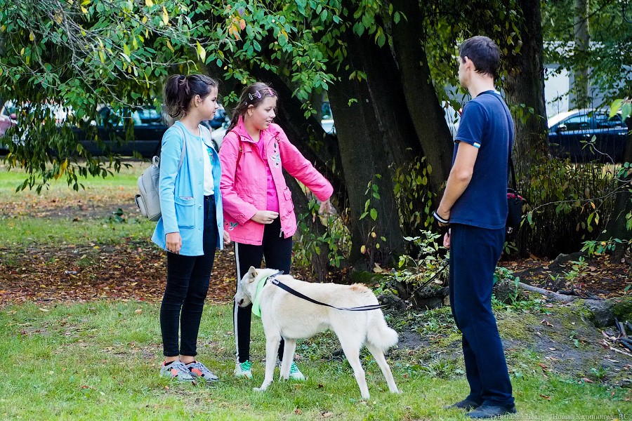 Подари мне дом: на Верхнем озере организовали выставку бездомных животных