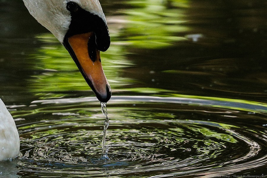 Дистанция в одного кенгуру: первый день работы Калининградского зоопарка (фото)