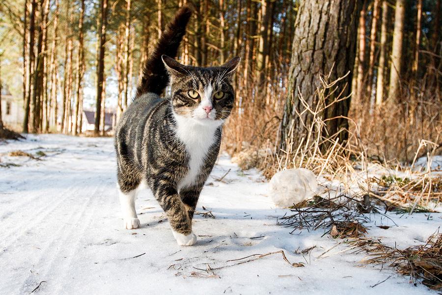 Фото — Виталий Невар, «Новый Калининград.Ru»