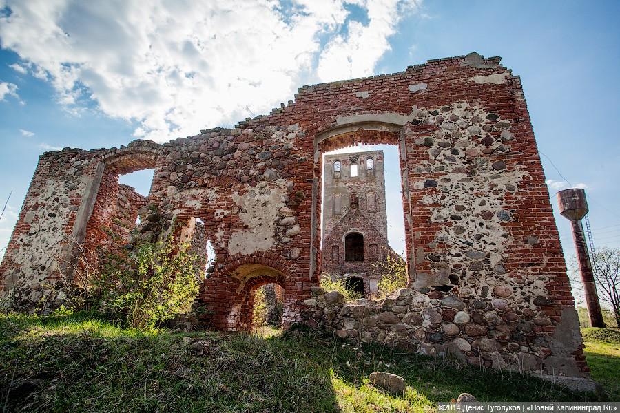 Руины, сараи, коровы: кирха XVIII века в поселке Тимирязево стала местом для выпаса скота