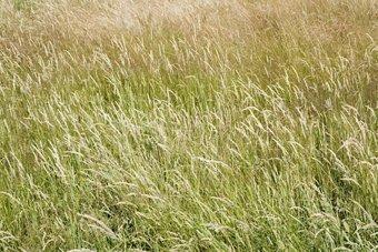 Медведев утвердил выделение земли многодетным семьям