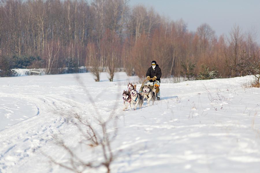 «Сказки о хаски»: фоторепортаж с тренировки ездовых собак и интервью с владельцами