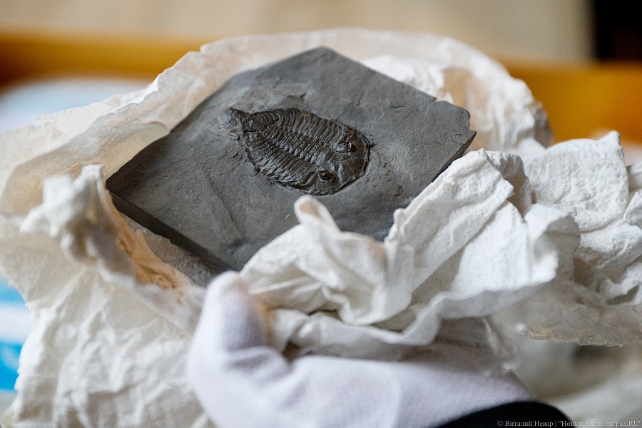 Облако планктона: в Музее Мирового океана готовят выставку актуального искусства