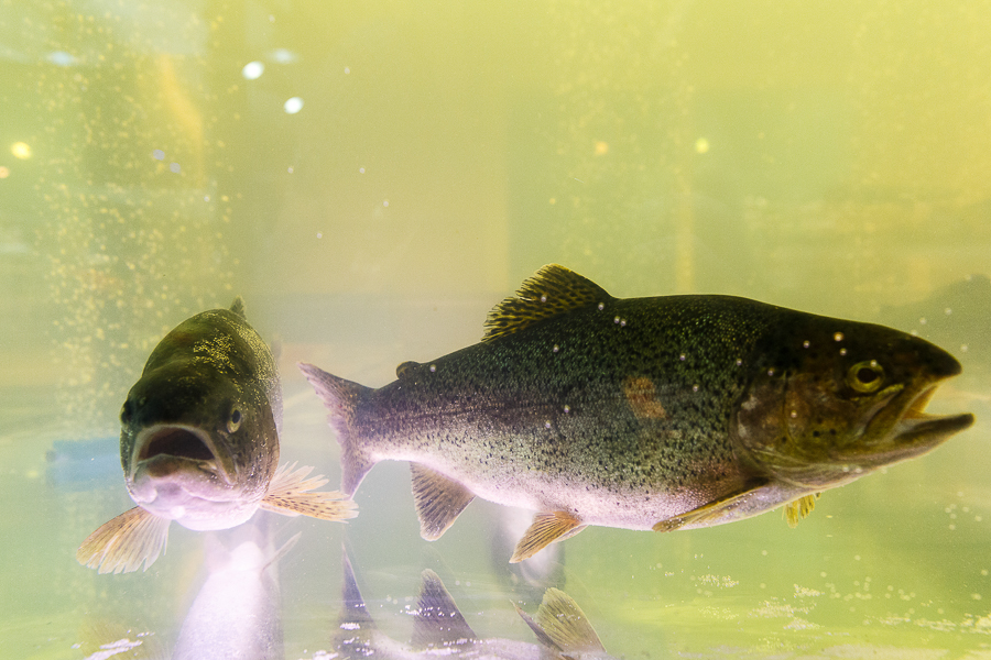 В Багратионовском районе ветераны боевых действий ловили рыбу в память о Евгении Зиничеве (фото)