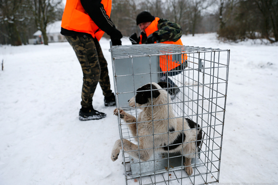 «Петля, намордник, ошейник»: как волонтеры бездомных собак отлавливают