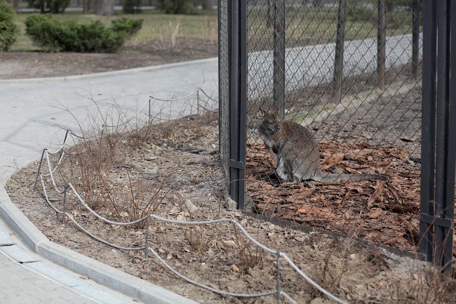 «Собаки уже неделю рвали забор»: что произошло с кенгуру в Калининградском зоопарке