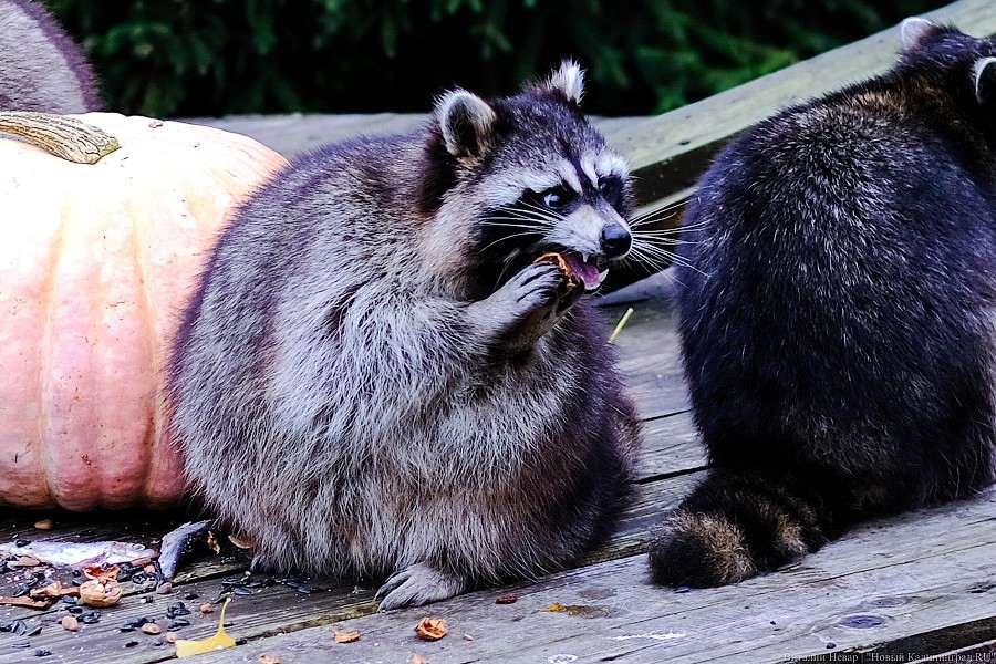 Тыква на обед, а не за билет! Показательное кормление животных в зоопарке (фото)