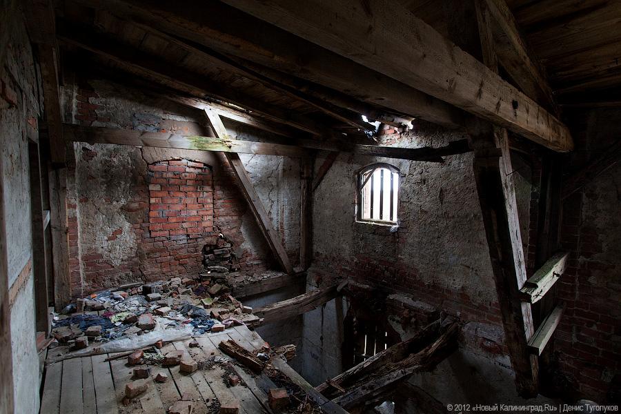 «Шаакен, волонтеры и кот Воровай»: фоторепортаж «Нового Калининграда.Ru»