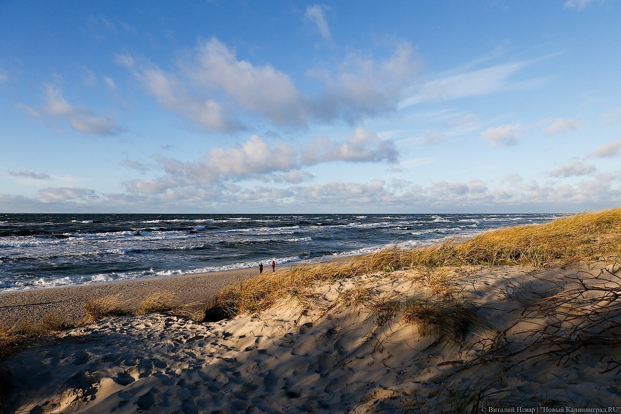 На Балтийской косе создают природный заказник
