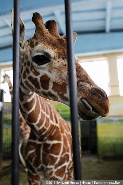 «Два метра пятен»: кормление новорожденного жирафенка