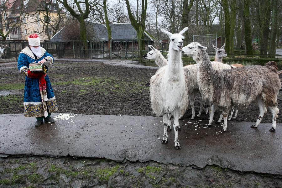 Конина к году Лошади: зоопарк раздал животным любимые лакомства