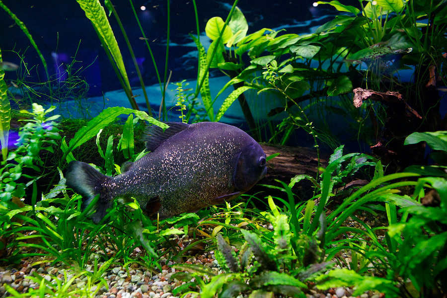 Baby Shark: в Музее Мирового океана родились «акулята-котята» (фото)