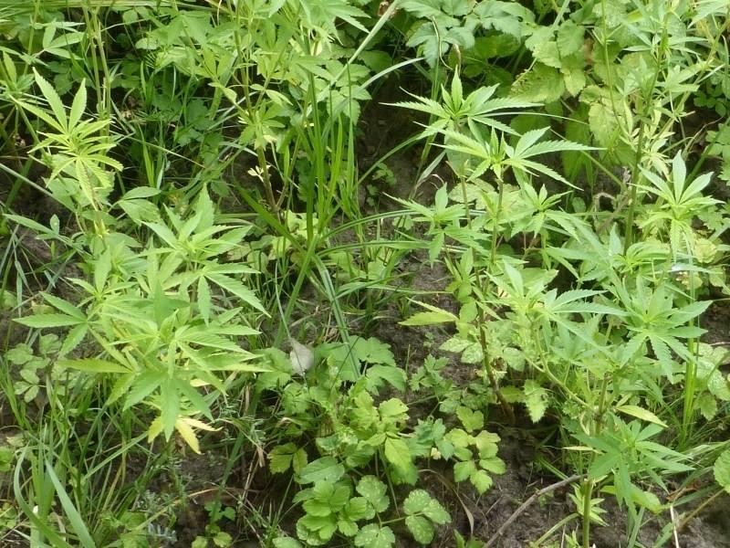В Озёрском районе участковый обнаружил плантацию конопли (фото)