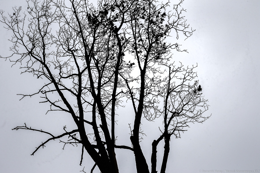 Синоптики прогнозируют существенное потепление в регионе к Новому году