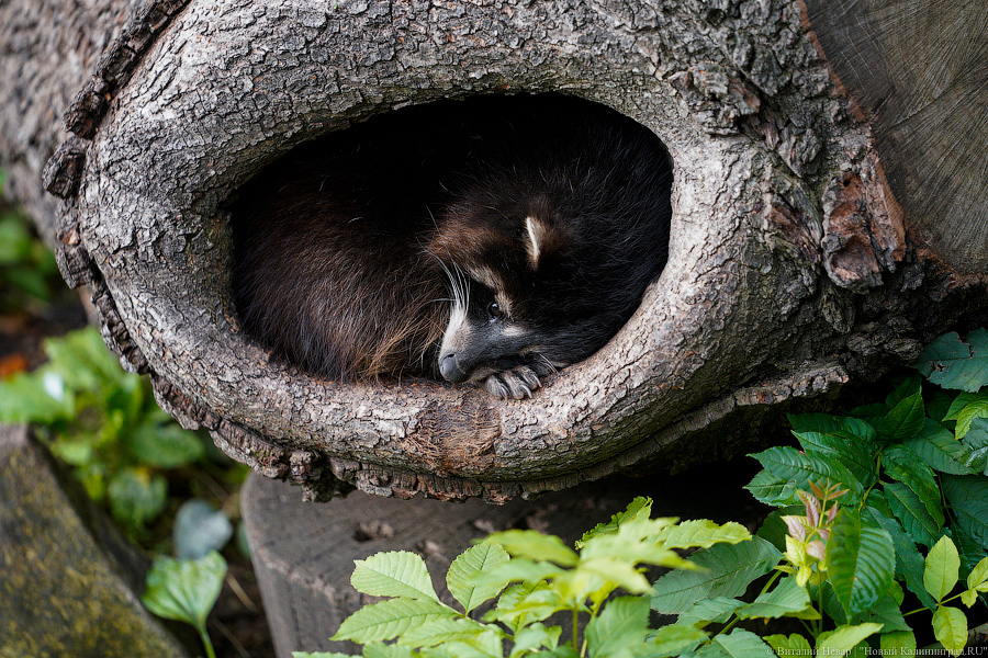 Вот компания какая: Калининградский зоопарк открыл все павильоны для посетителей